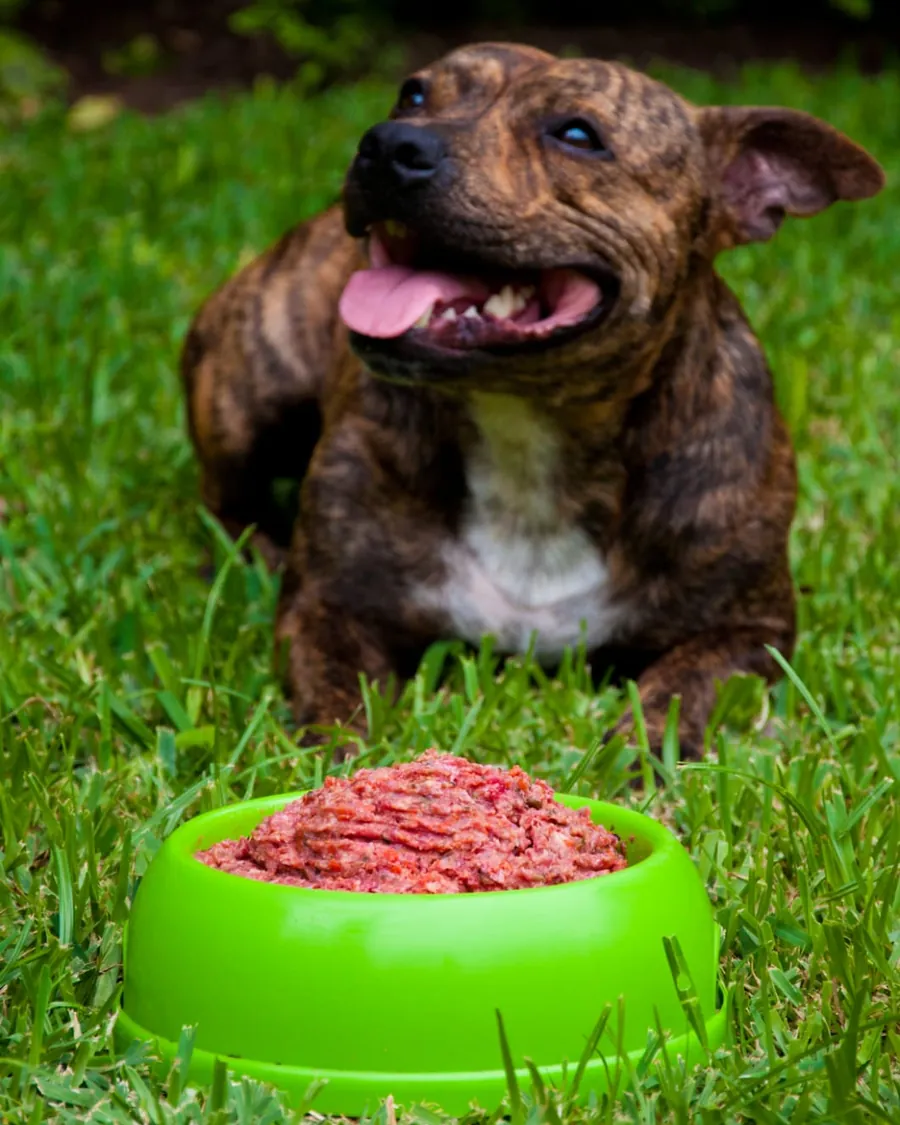 Perro atigrado echado en el pasto, frente a un plato verde con comida cruda.