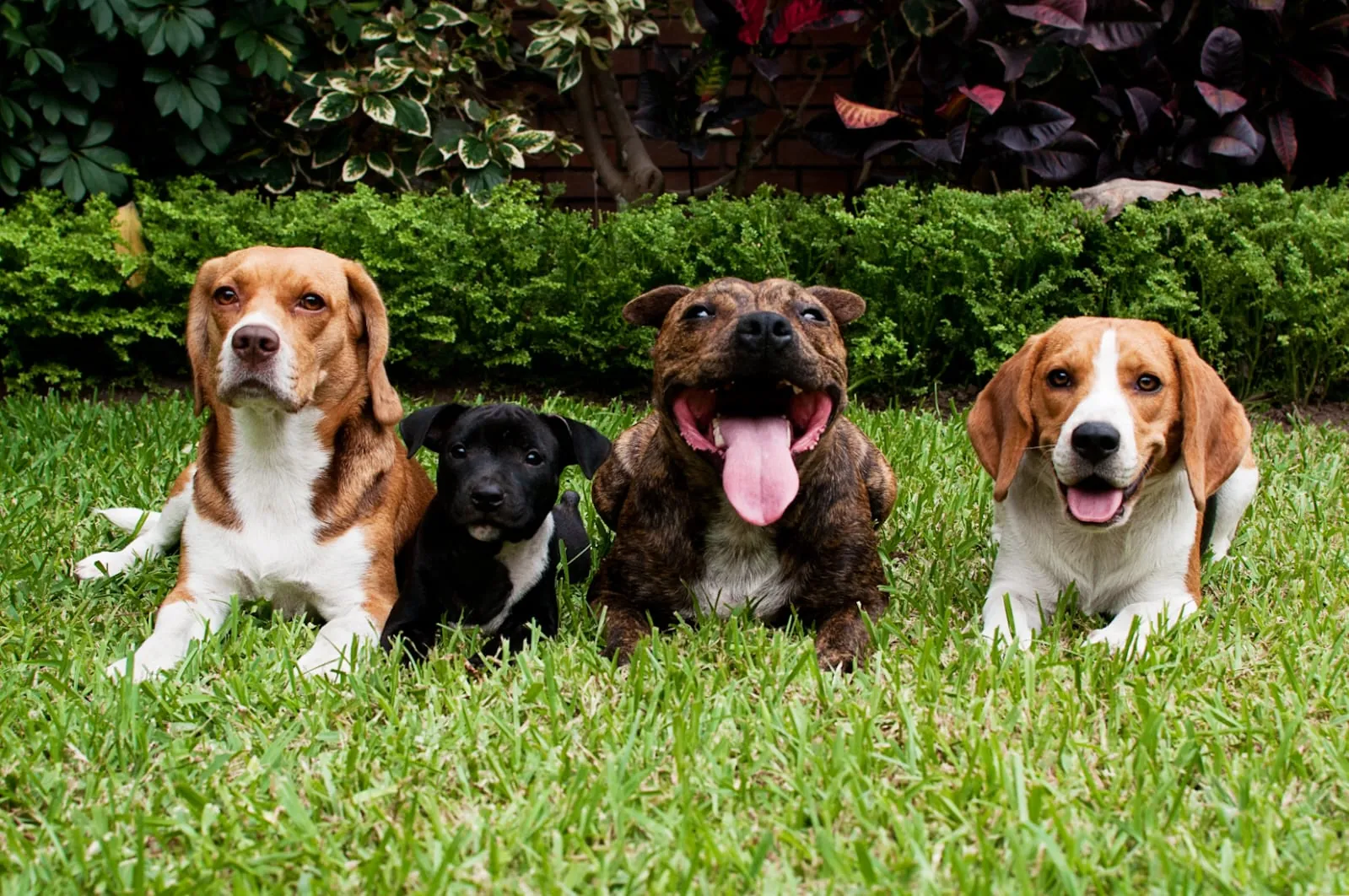 Dos beagles, un cachorro negro y un perro atigrado echados juntos en el pasto, mirando a la cámara.