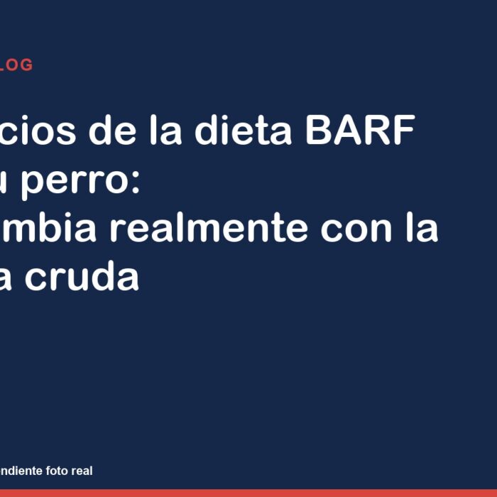 Beneficios de la dieta BARF para tu perro: qué cambia realmente con la comida cruda — imagen provisional del artículo
